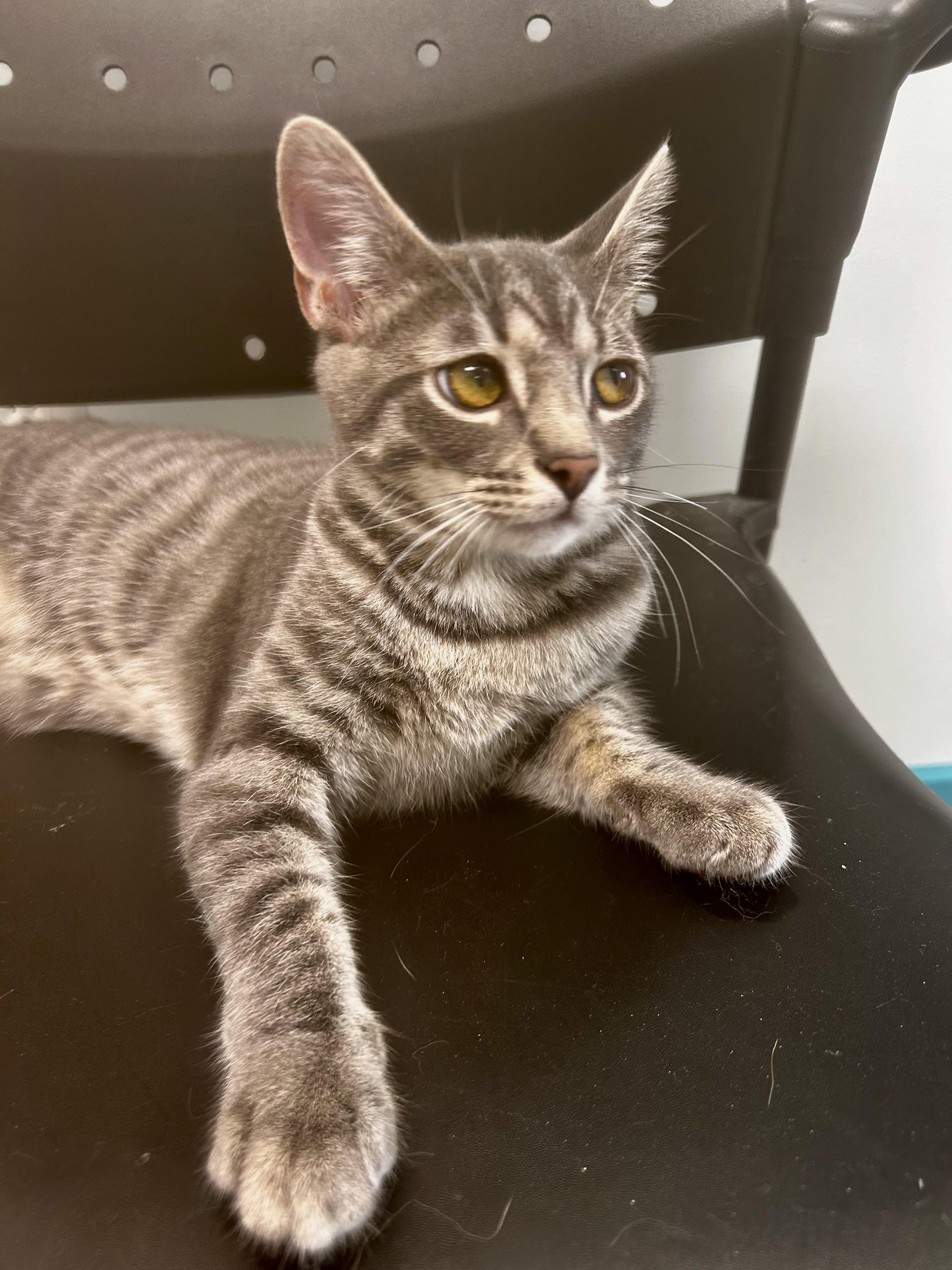 Enlarge Uno , a Adoptable Tabby in Grand Rapids, MI image 6/6