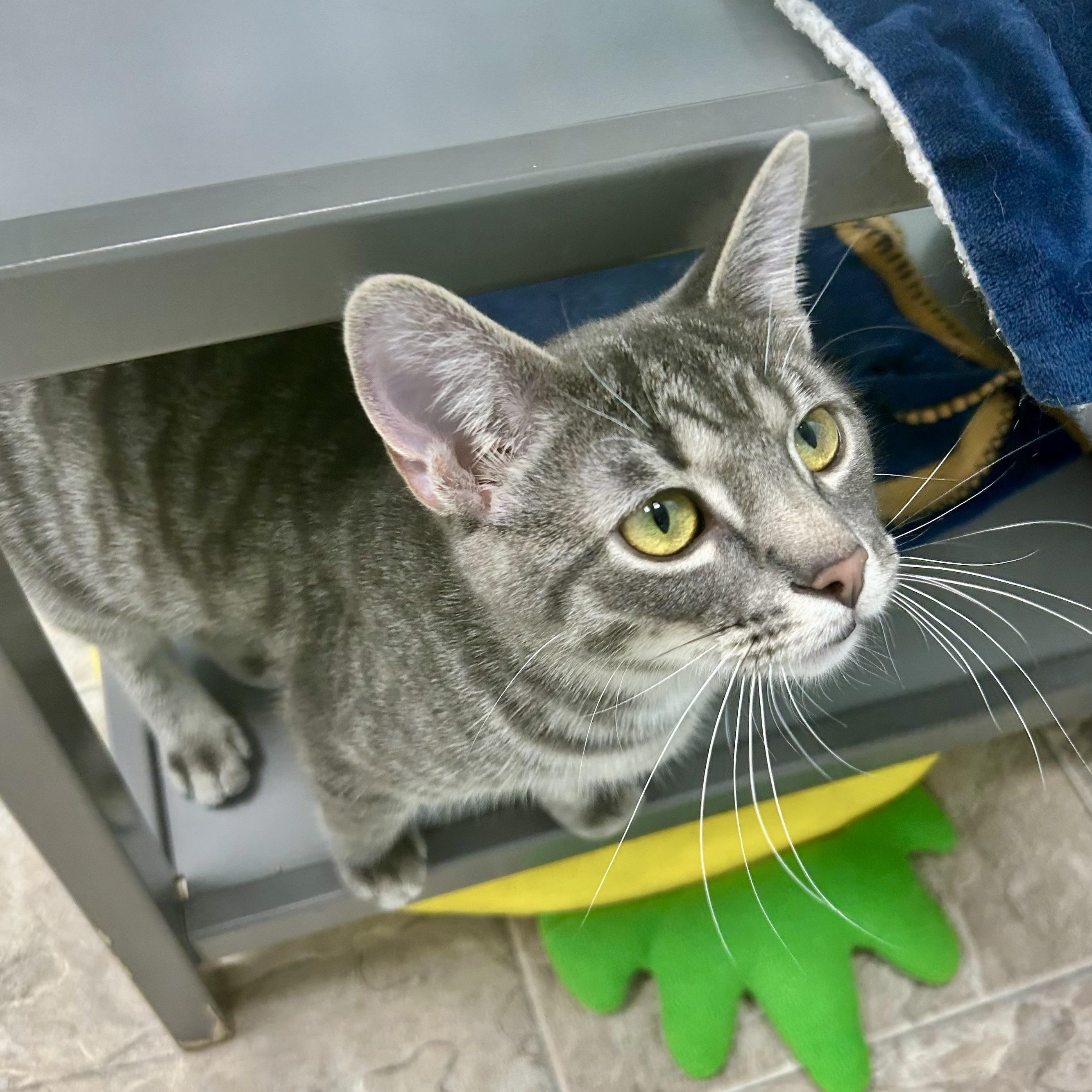 Enlarge Uno , a Adoptable Tabby in Grand Rapids, MI image 2/6
