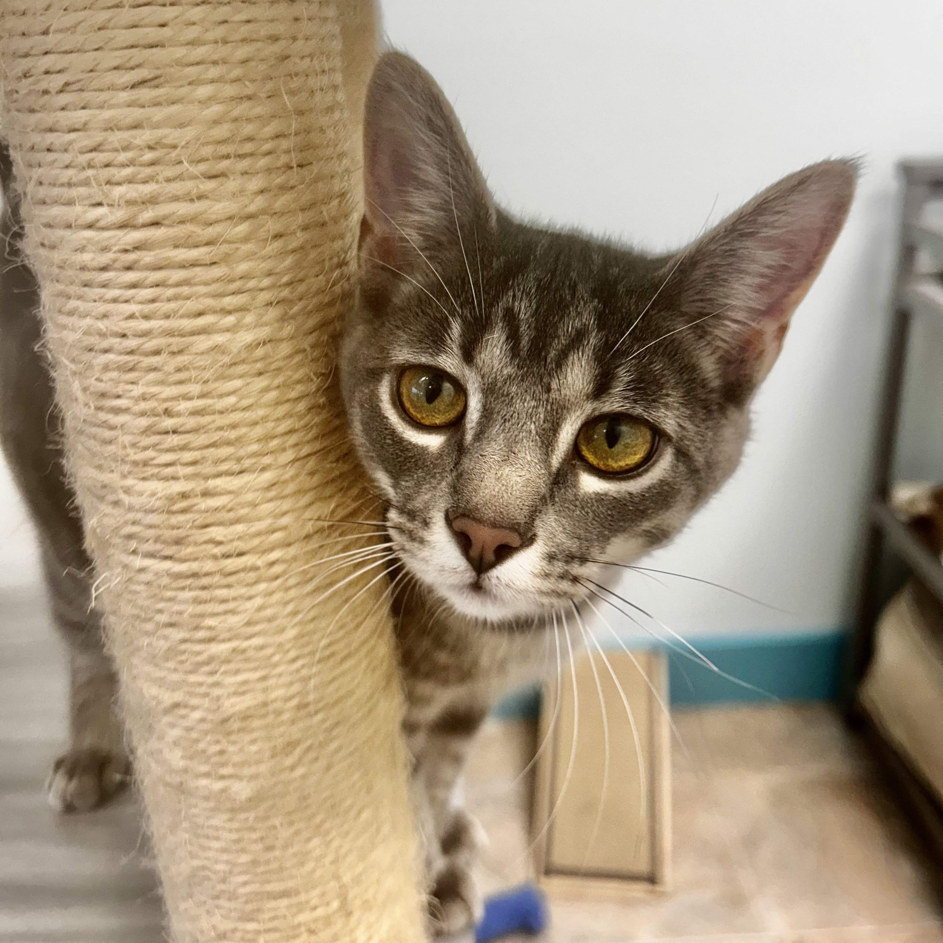 Uno, Adoptable, Kitten Female Tabby.