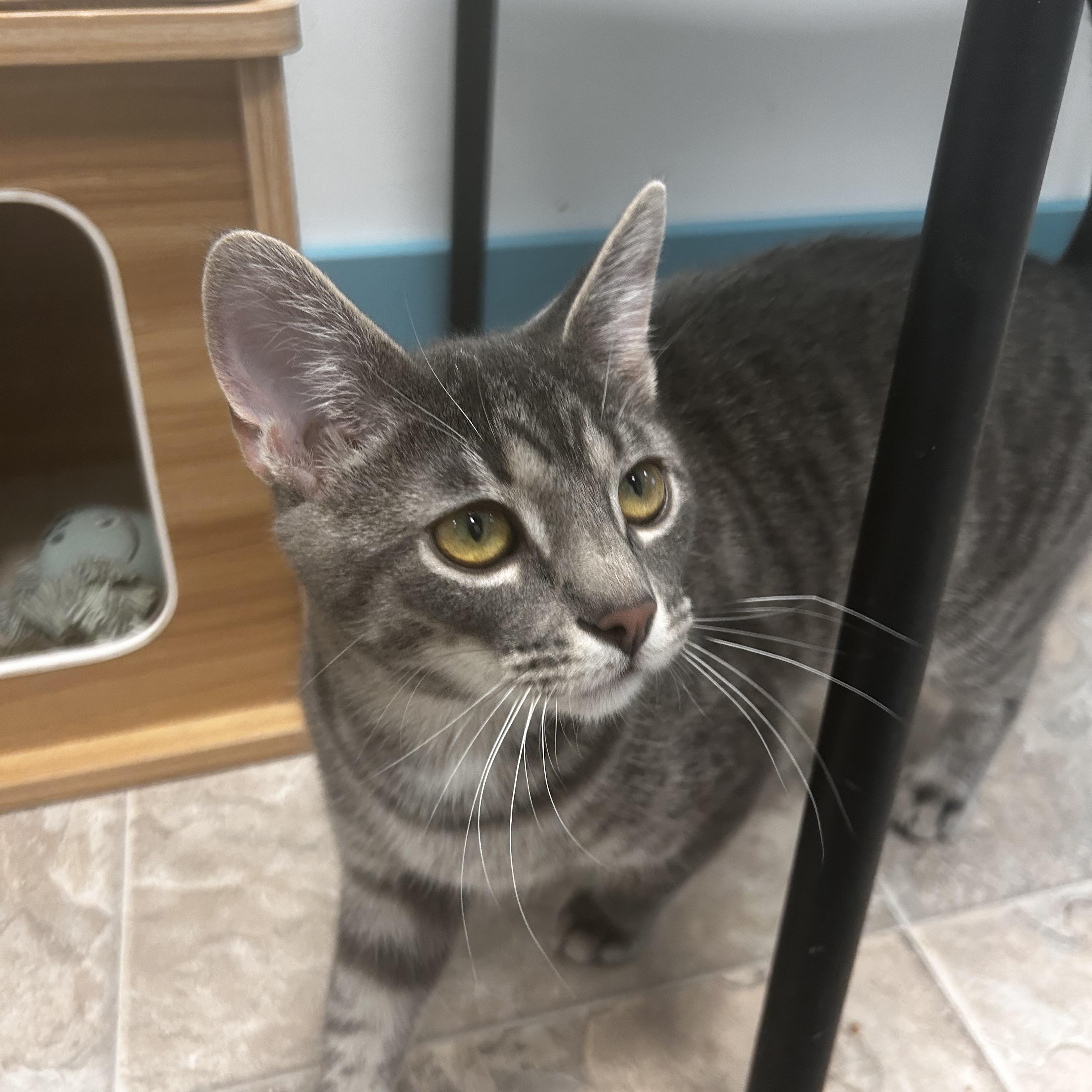 Enlarge Uno , a Adoptable Tabby in Grand Rapids, MI image 5/6