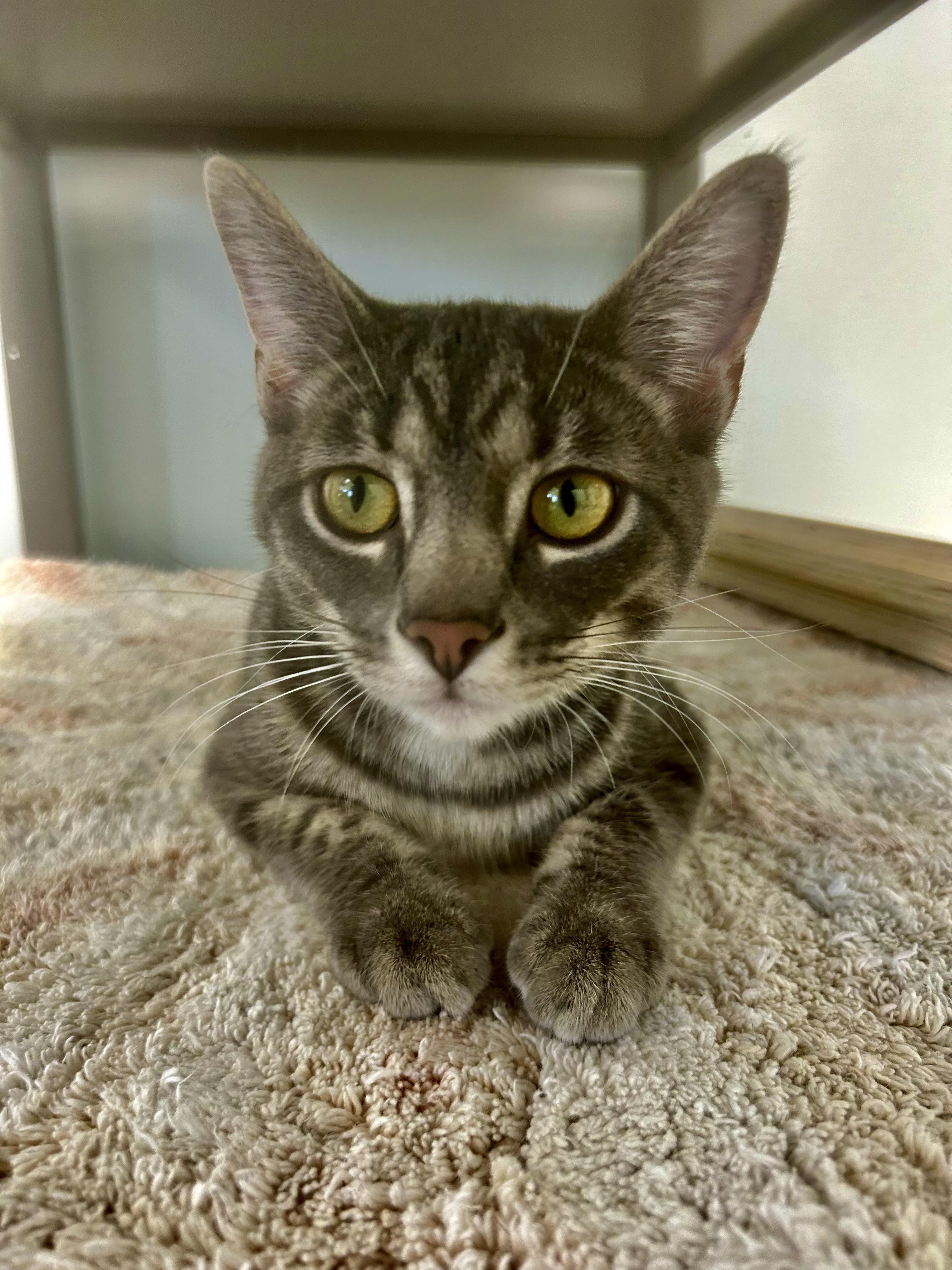 Uno and Sunkist, an adopted Tabby in Grand Rapids, MI image 2/6
