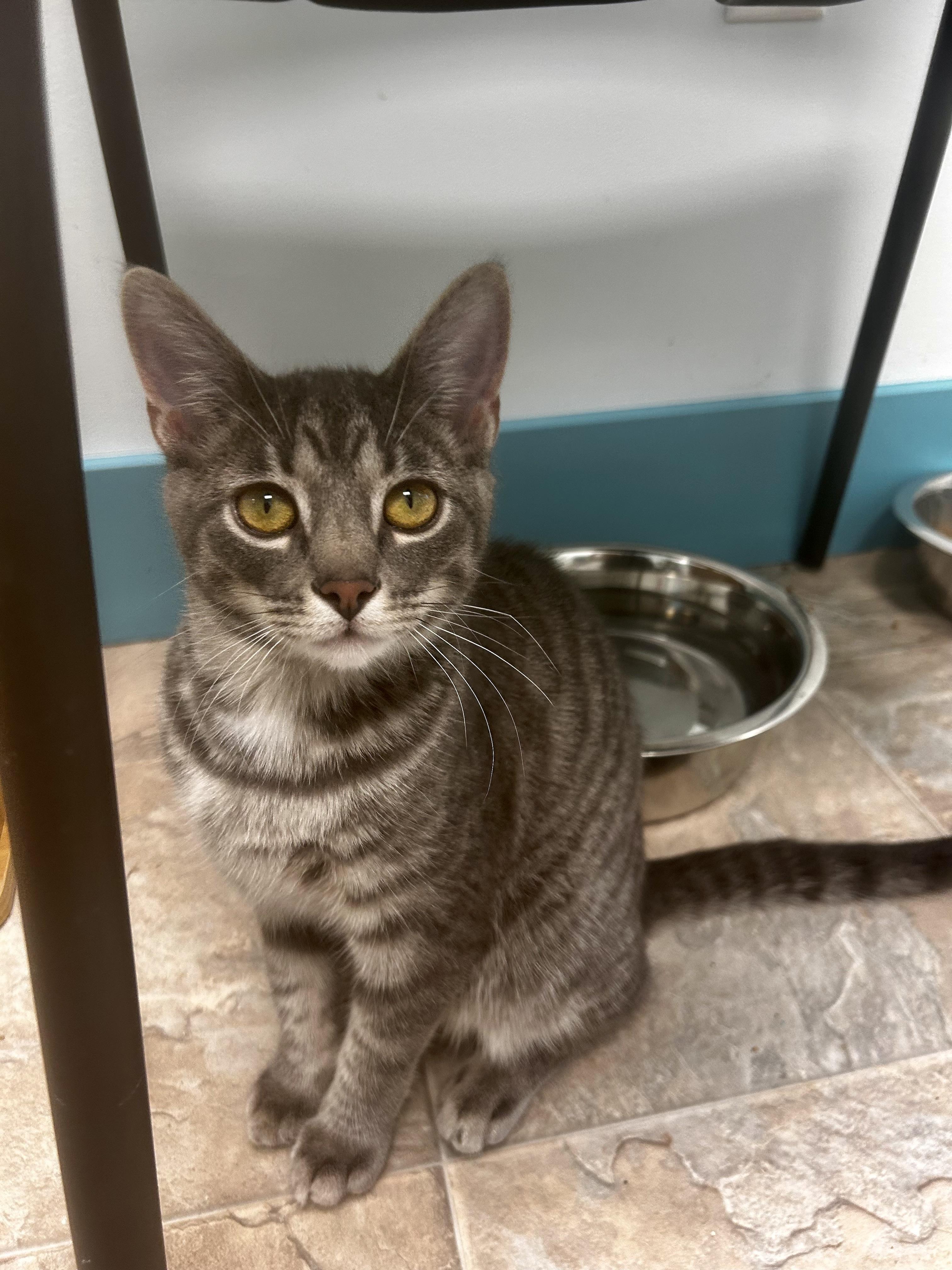 Enlarge Uno , a Adoptable Tabby in Grand Rapids, MI image 3/6