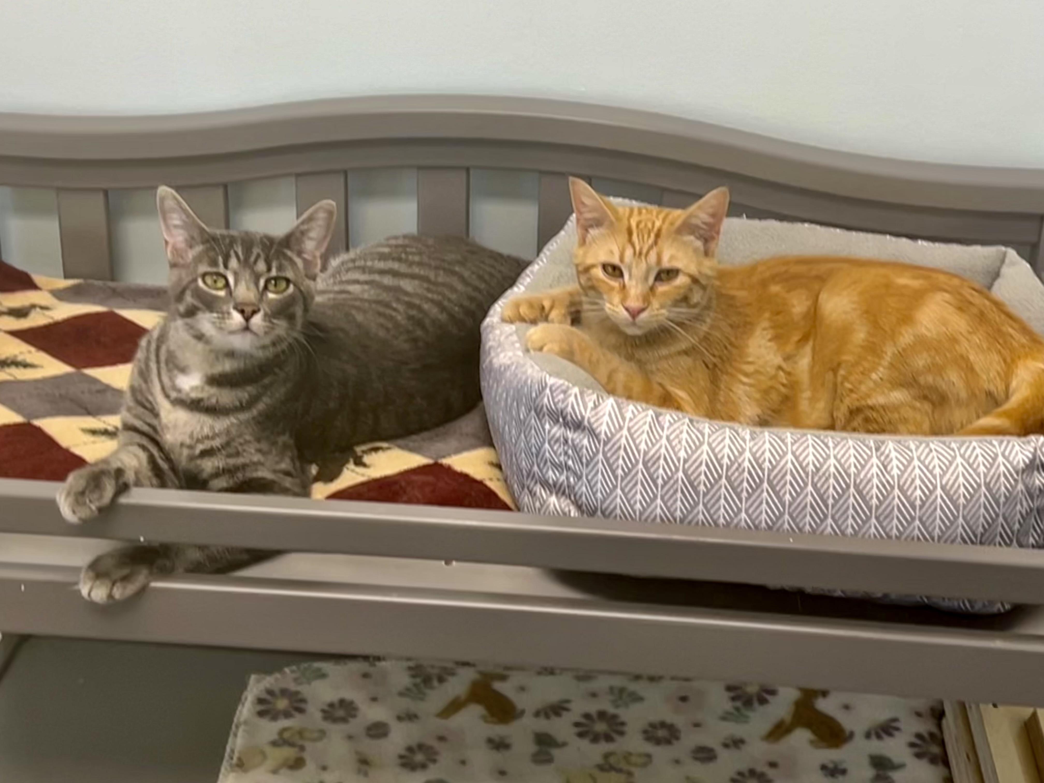 Uno and Sunkist, an adopted Tabby in Grand Rapids, MI image 6/6