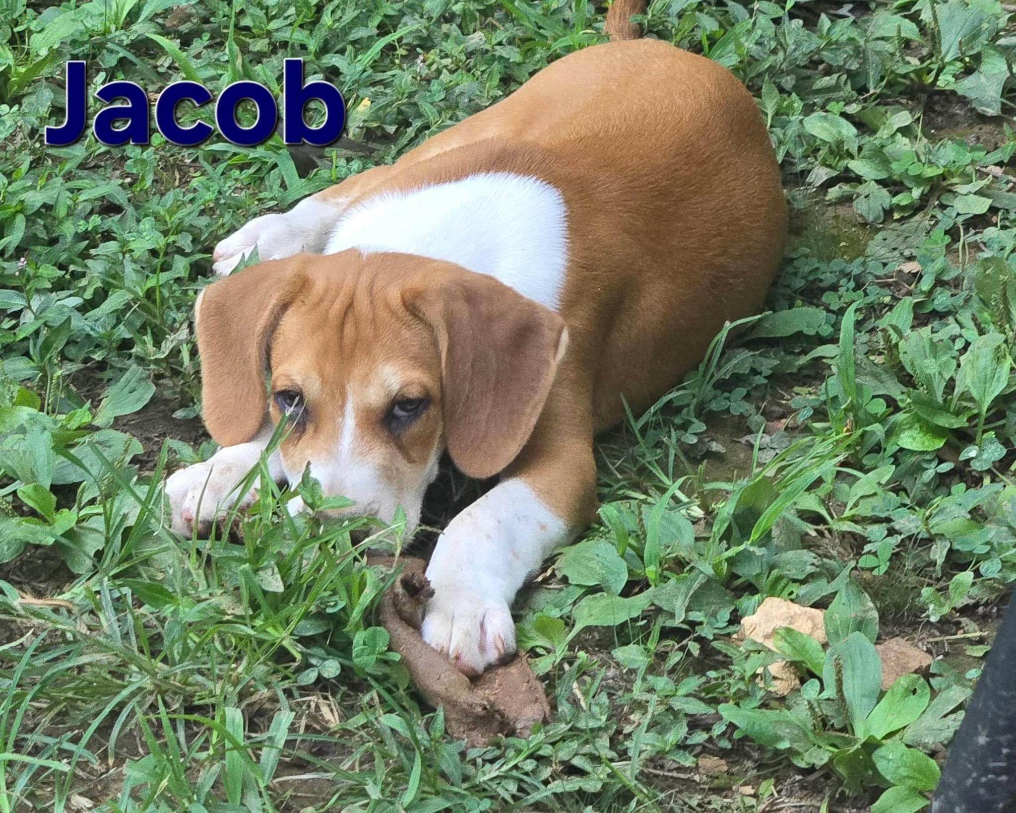 Enlarge Jacob, a Adoptable mixed breed in Newfoundland, NJ image 1/1
