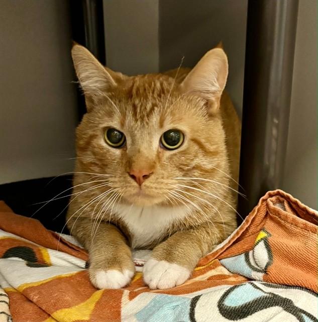 SIMBA, Adoptable, Adult Male Domestic Short Hair.