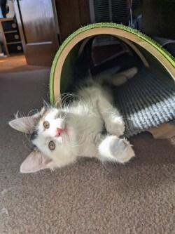 Blake, Adoptable, Kitten Male Domestic Medium Hair.