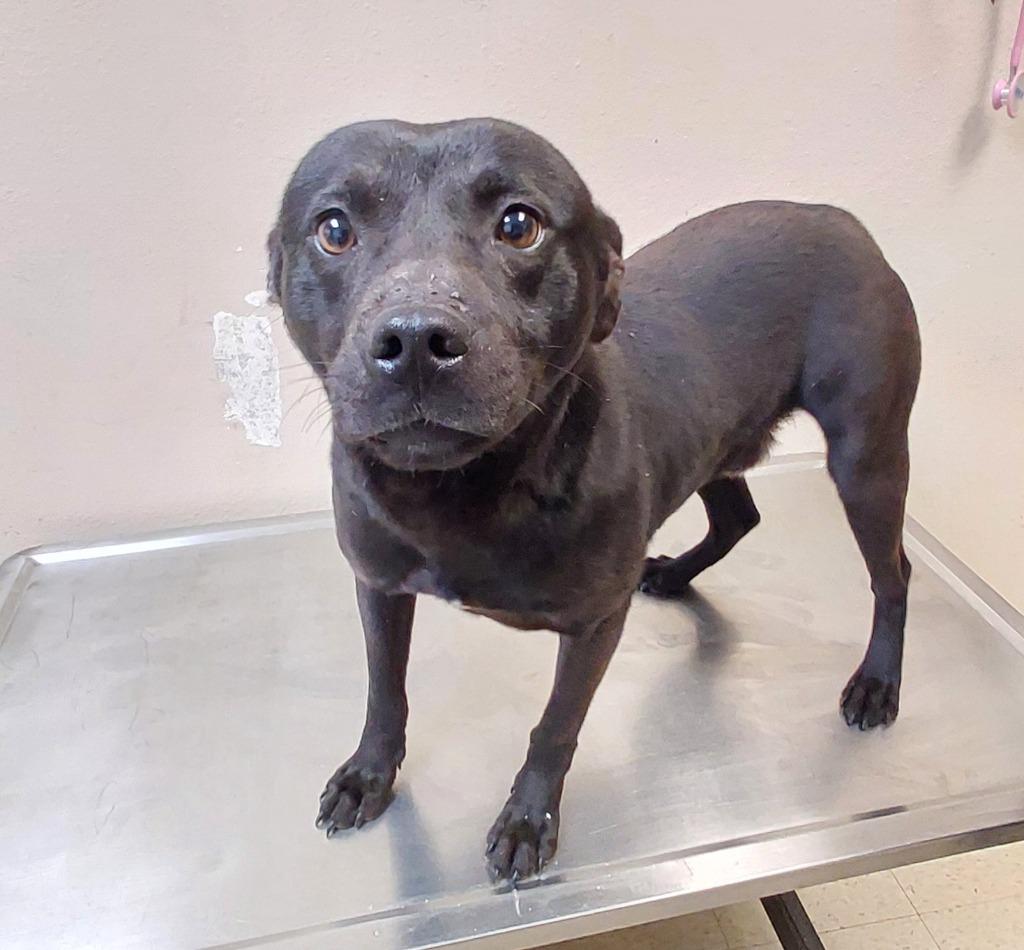 Licorice, Adoptable, Young Male Terrier.