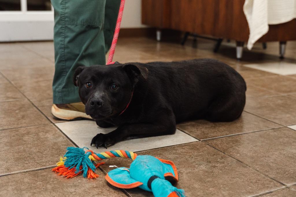 Enlarge Licorice, a Adoptable mixed breed in Mocksville, NC image 2/6