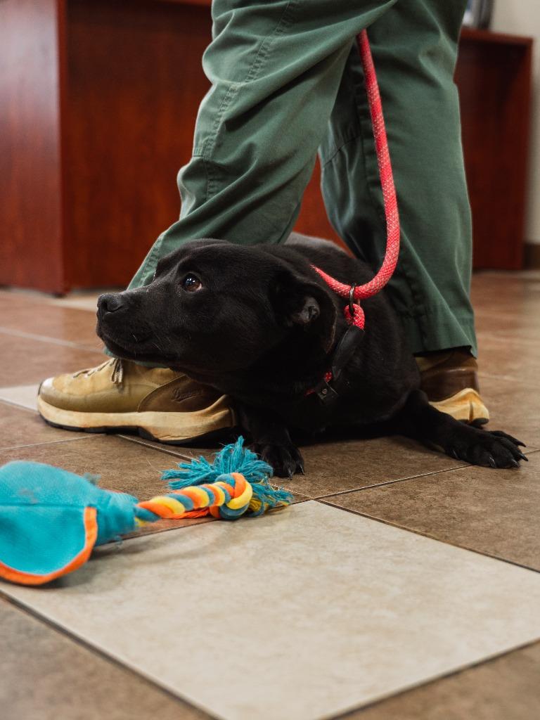 Enlarge Licorice, a Adoptable mixed breed in Mocksville, NC image 3/6
