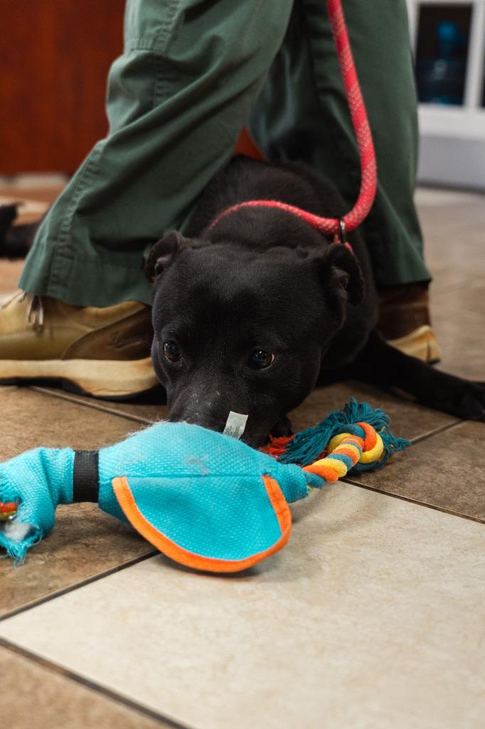 Enlarge Licorice, a Adoptable mixed breed in Mocksville, NC image 4/6