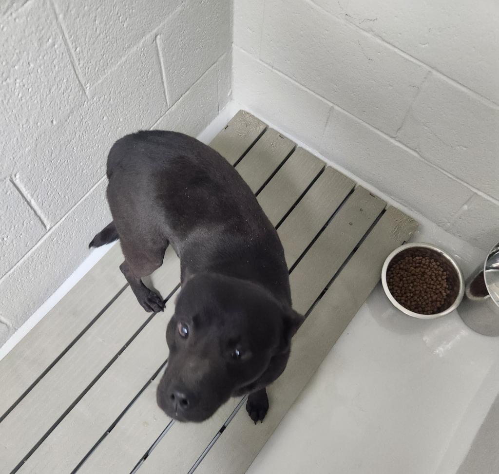 Enlarge Licorice, a Adoptable mixed breed in Mocksville, NC image 2/2