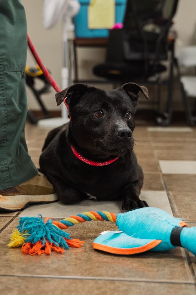 Enlarge Licorice, a Adoptable mixed breed in Mocksville, NC image 6/6