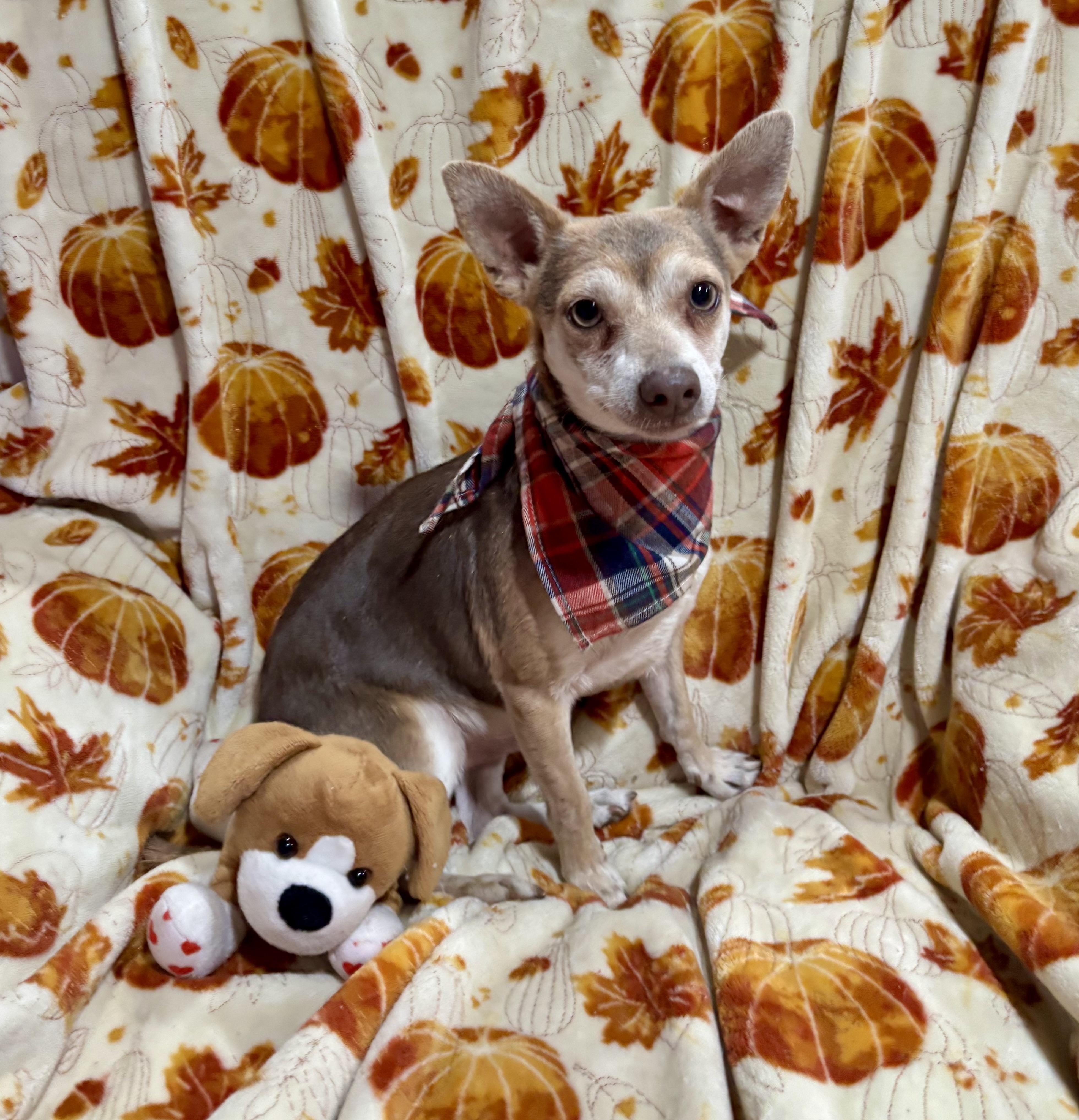 Enlarge Drax, a Adoptable mixed breed in Foster, OR image 2/6