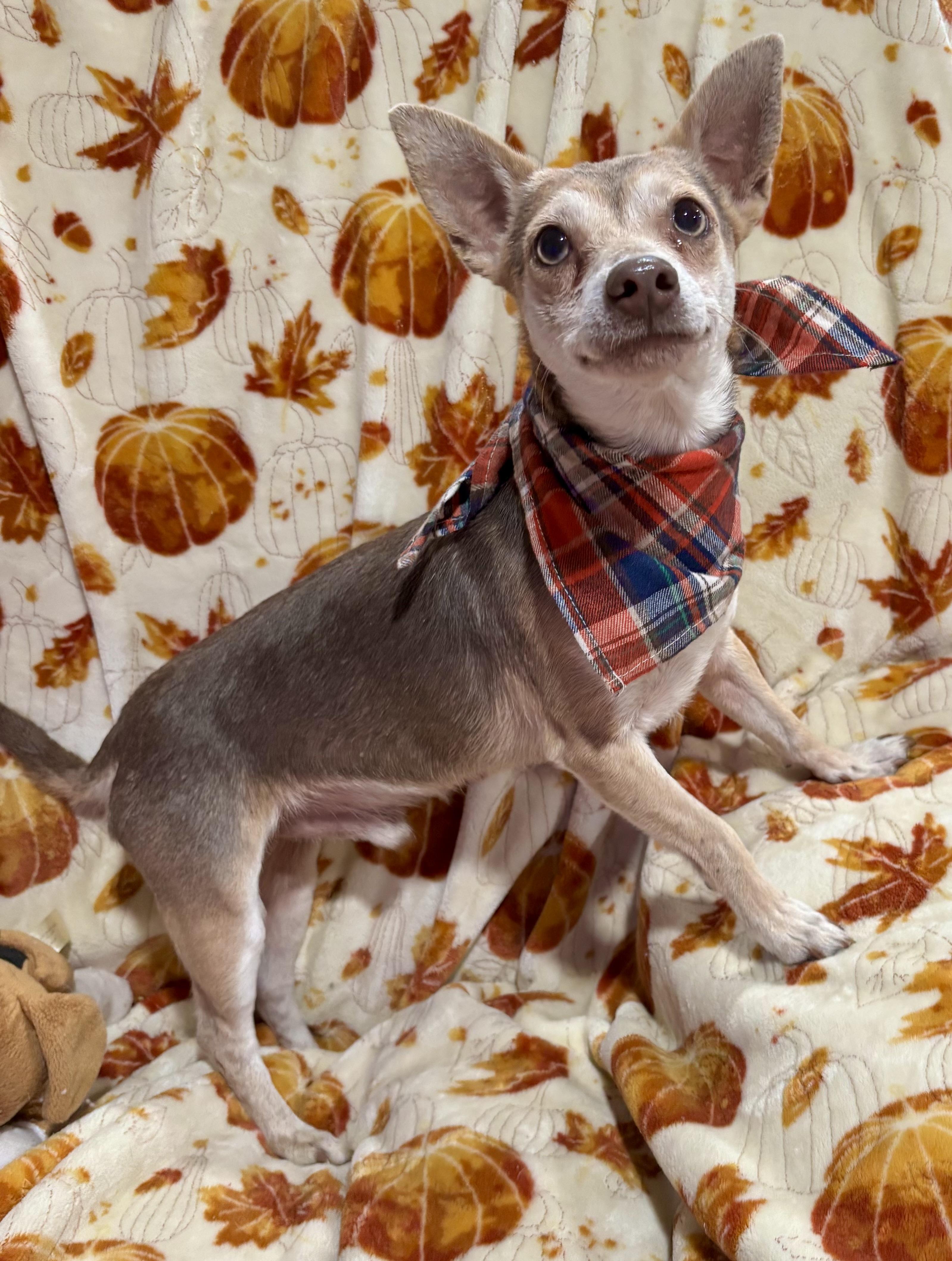 Enlarge Drax, a Adoptable mixed breed in Foster, OR image 5/6