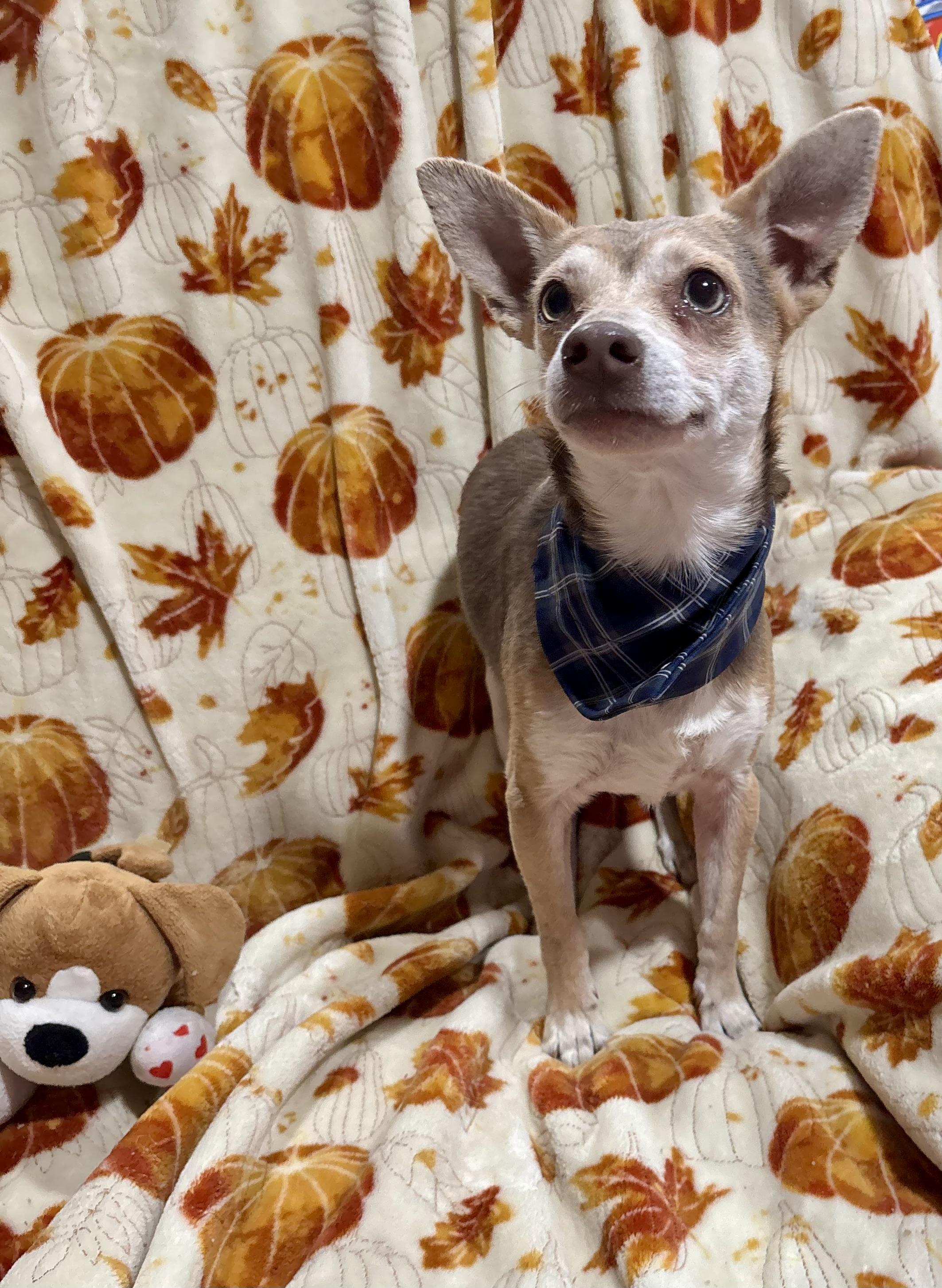 Enlarge Drax, a Adoptable mixed breed in Foster, OR image 3/6