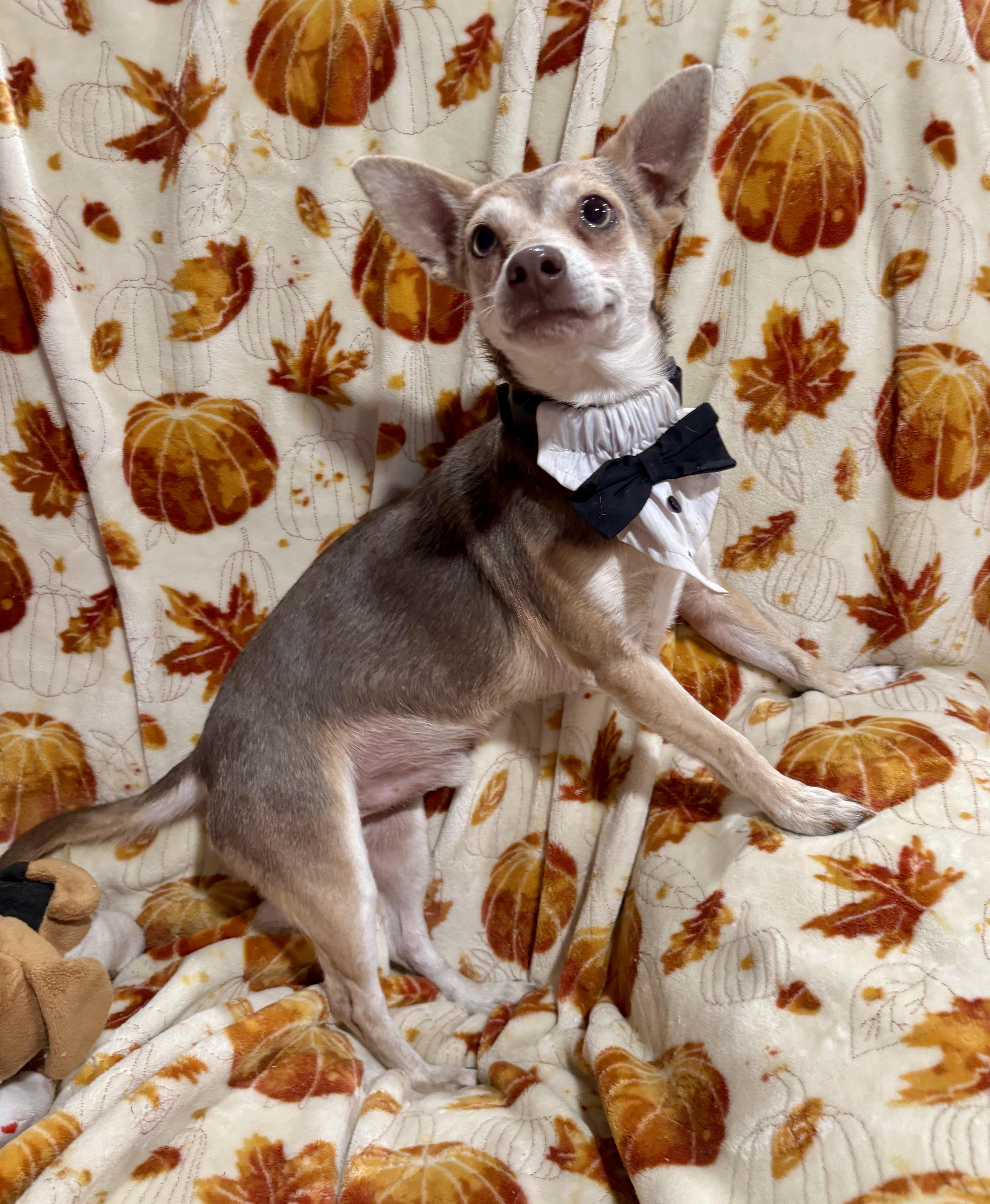 Enlarge Drax, a Adoptable mixed breed in Foster, OR image 4/6