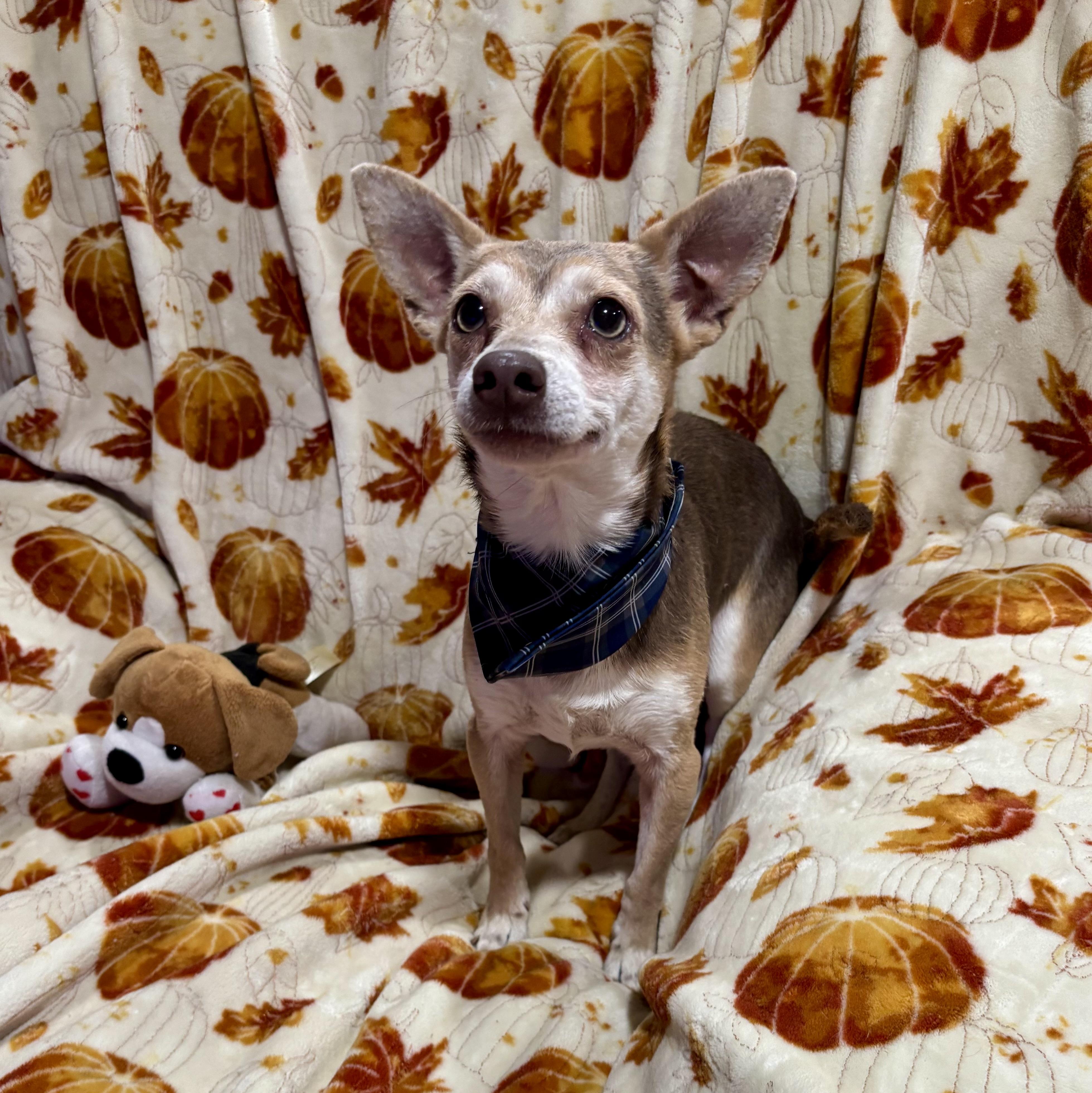 Enlarge Drax, a Adoptable mixed breed in Foster, OR image 6/6