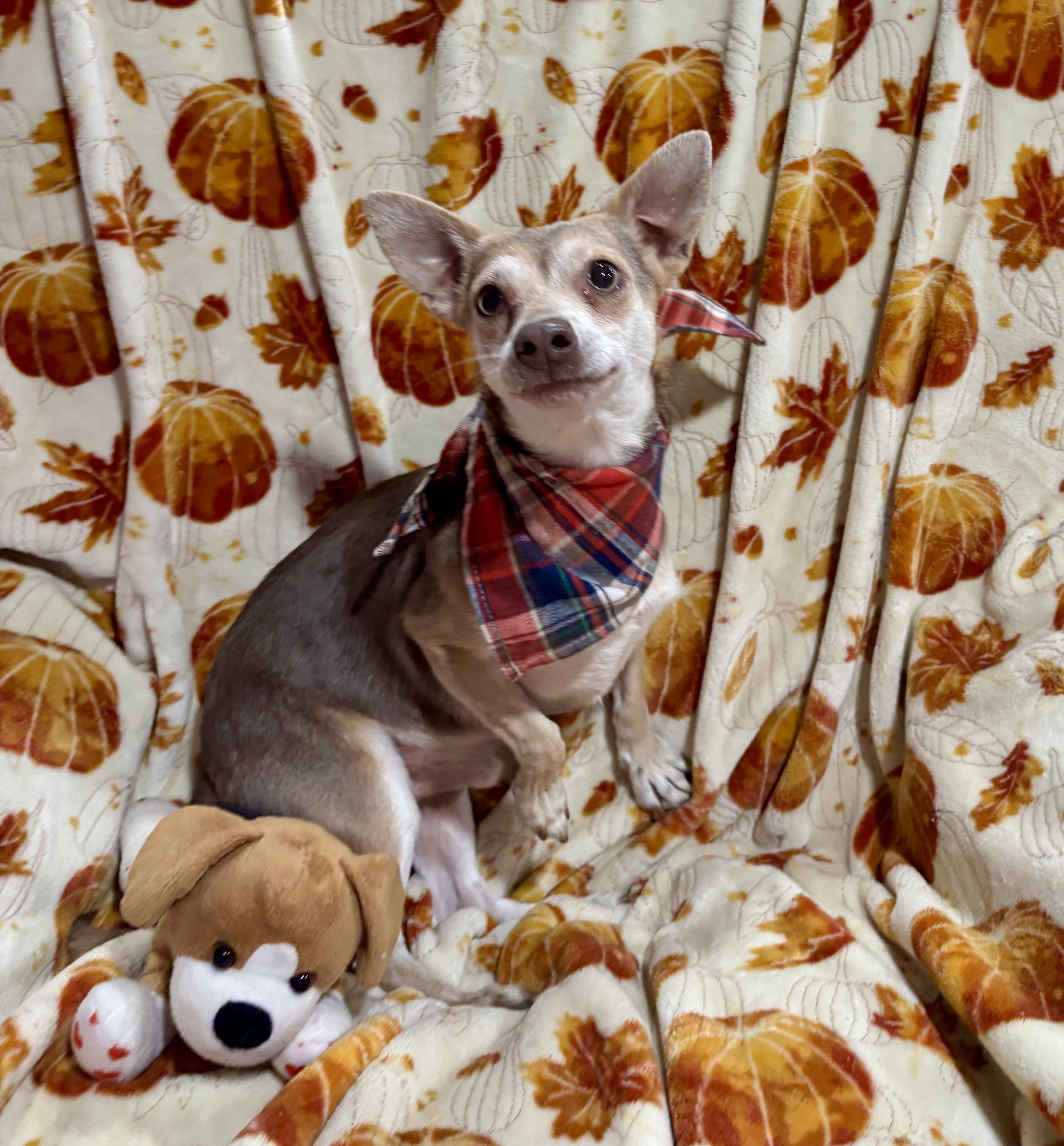 Drax, Adoptable, Young Male Chihuahua & Mixed Breed.