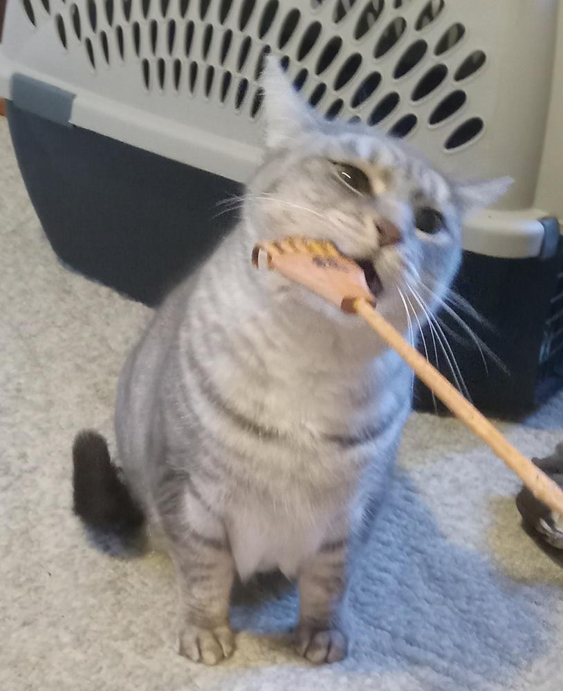 Steely Jan, Adoptable, Adult Female Domestic Short Hair.