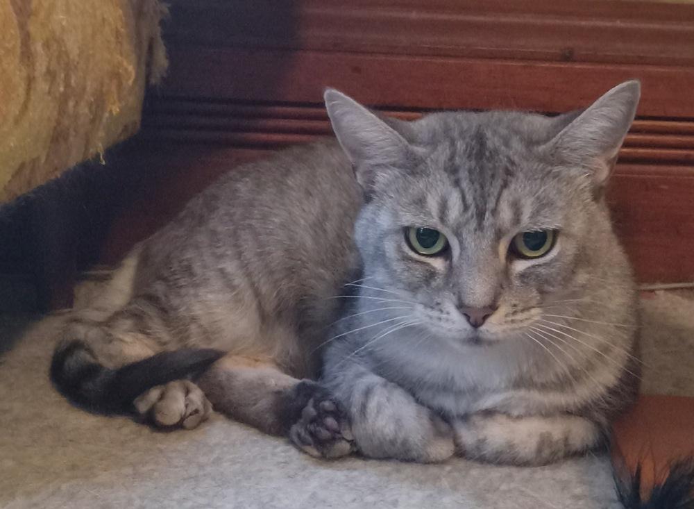 Steely Jan, Adoptable, Adult Female Domestic Short Hair.