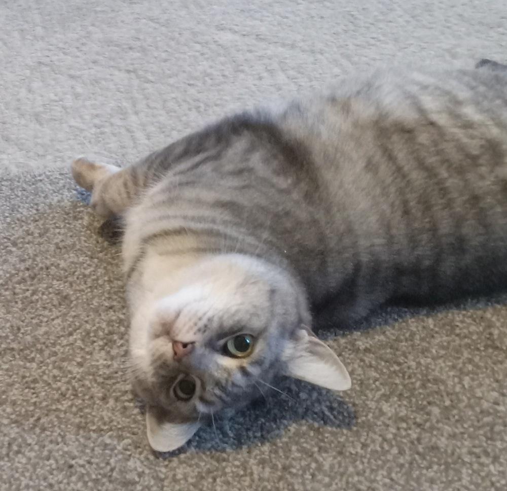 Enlarge Steely Jan, a Adoptable Domestic Short Hair in Germantown, OH image 3/3