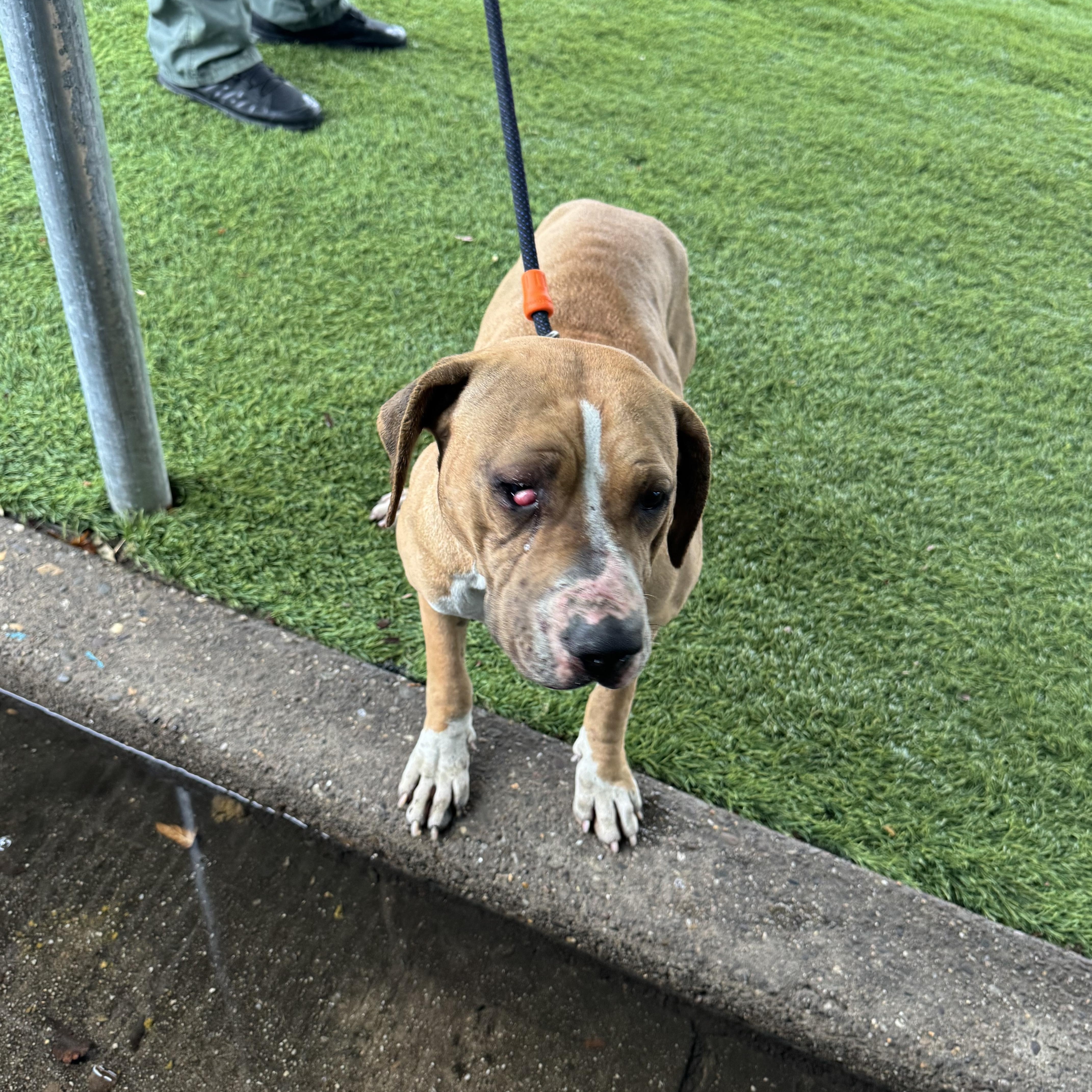 Enlarge Ohio, a ADOPTABLE Pit Bull Terrier in Trenton, NJ image 1/1