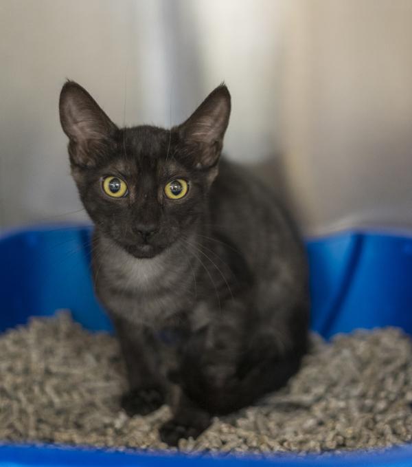 Monaco, Adoptable, Young Male Domestic Short Hair.