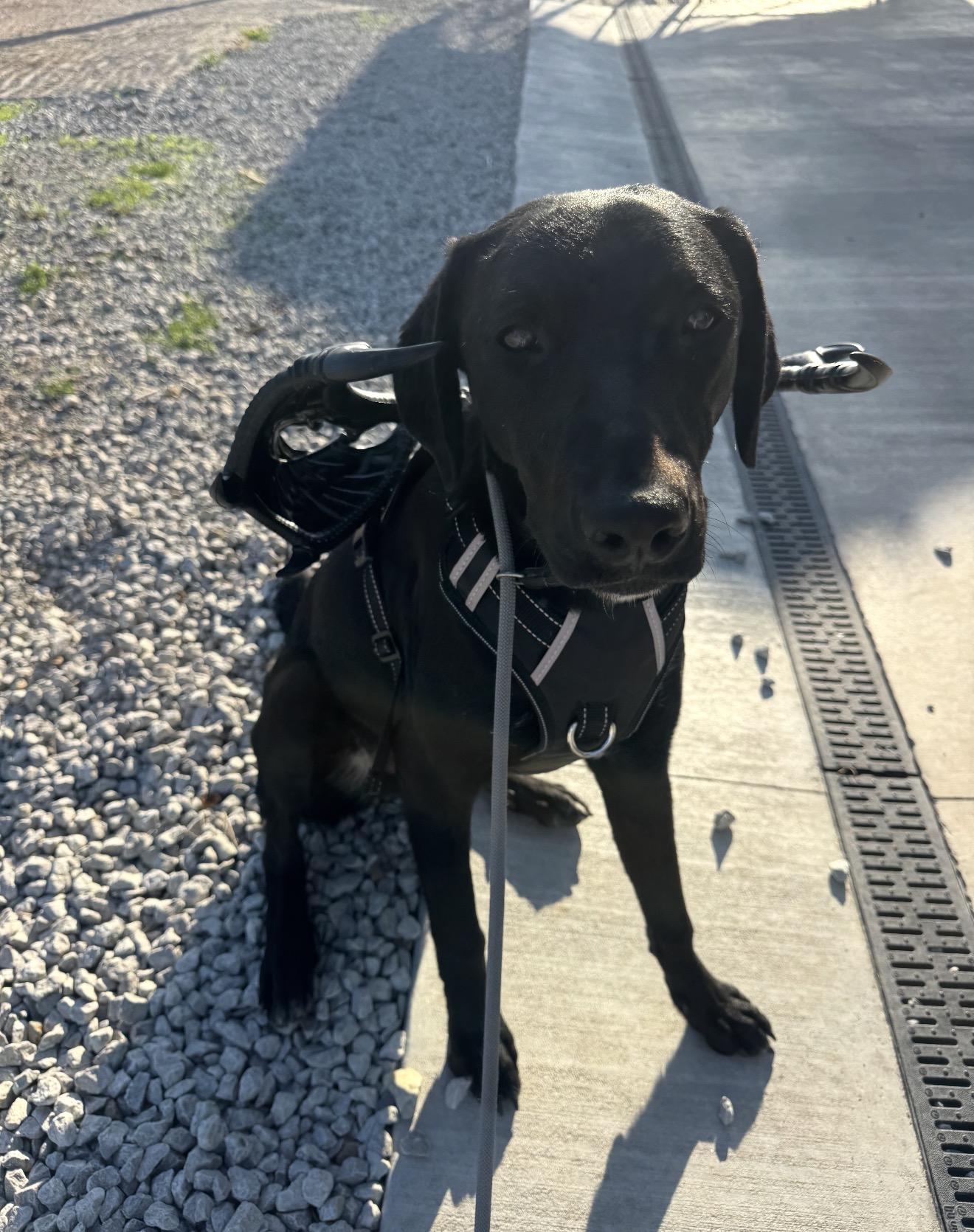 Jonah, ADOPTABLE, Young Male Black Labrador Retriever & Greyhound.