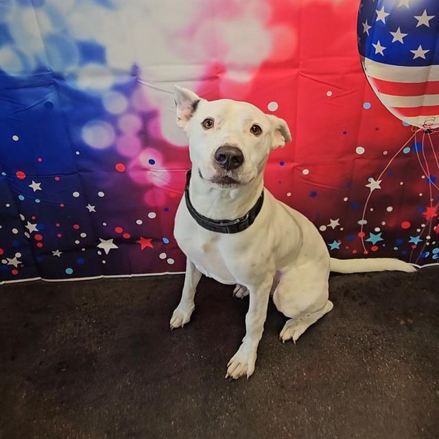 SCOTTY, Adoptable, Young Male Pit Bull Terrier & Mixed Breed.