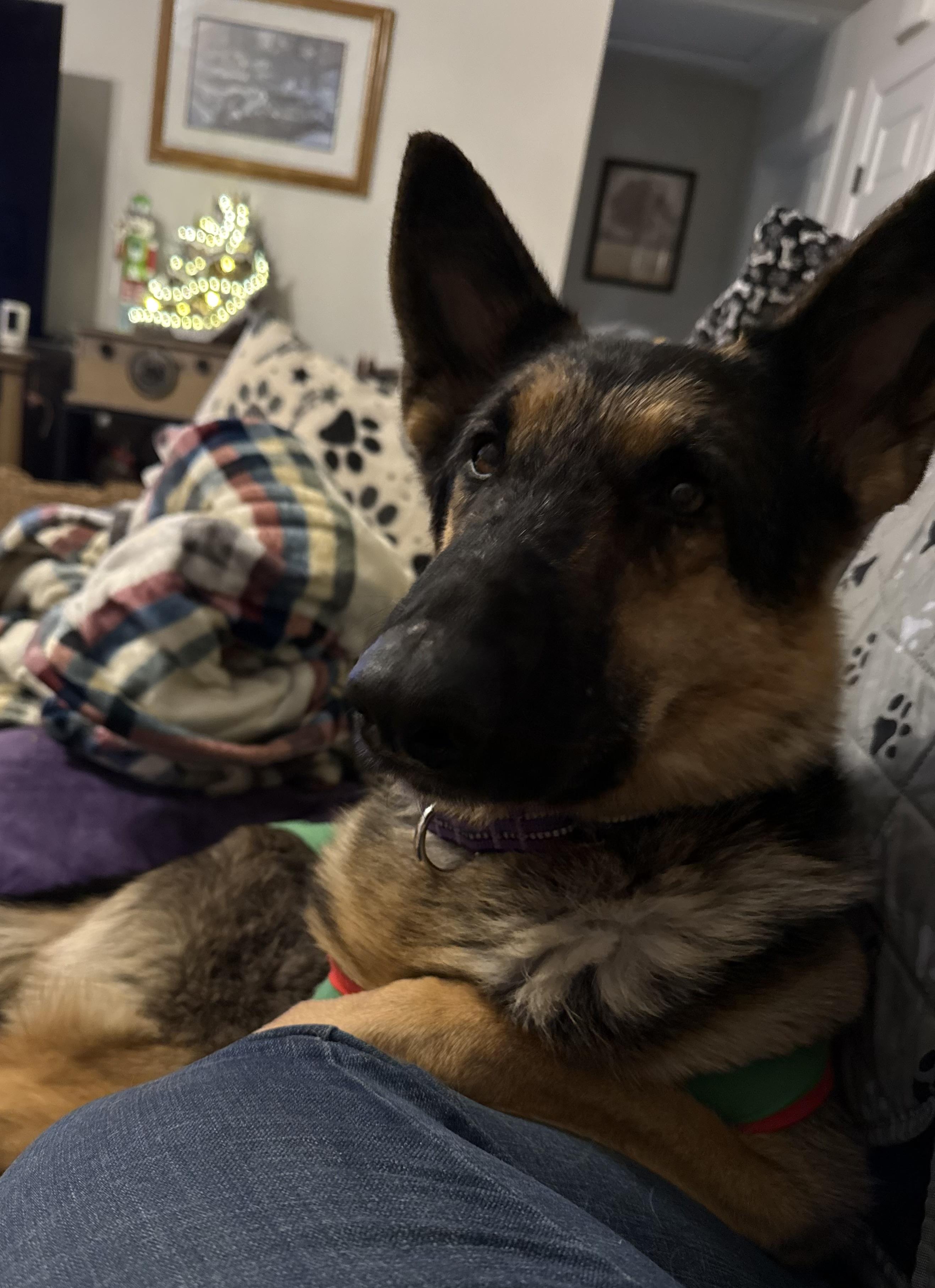 Enlarge Athena, an adopted German Shepherd Dog in Madison, VA image 4/5
