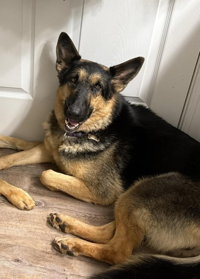Enlarge Athena, an adopted German Shepherd Dog in Madison, VA image 5/5