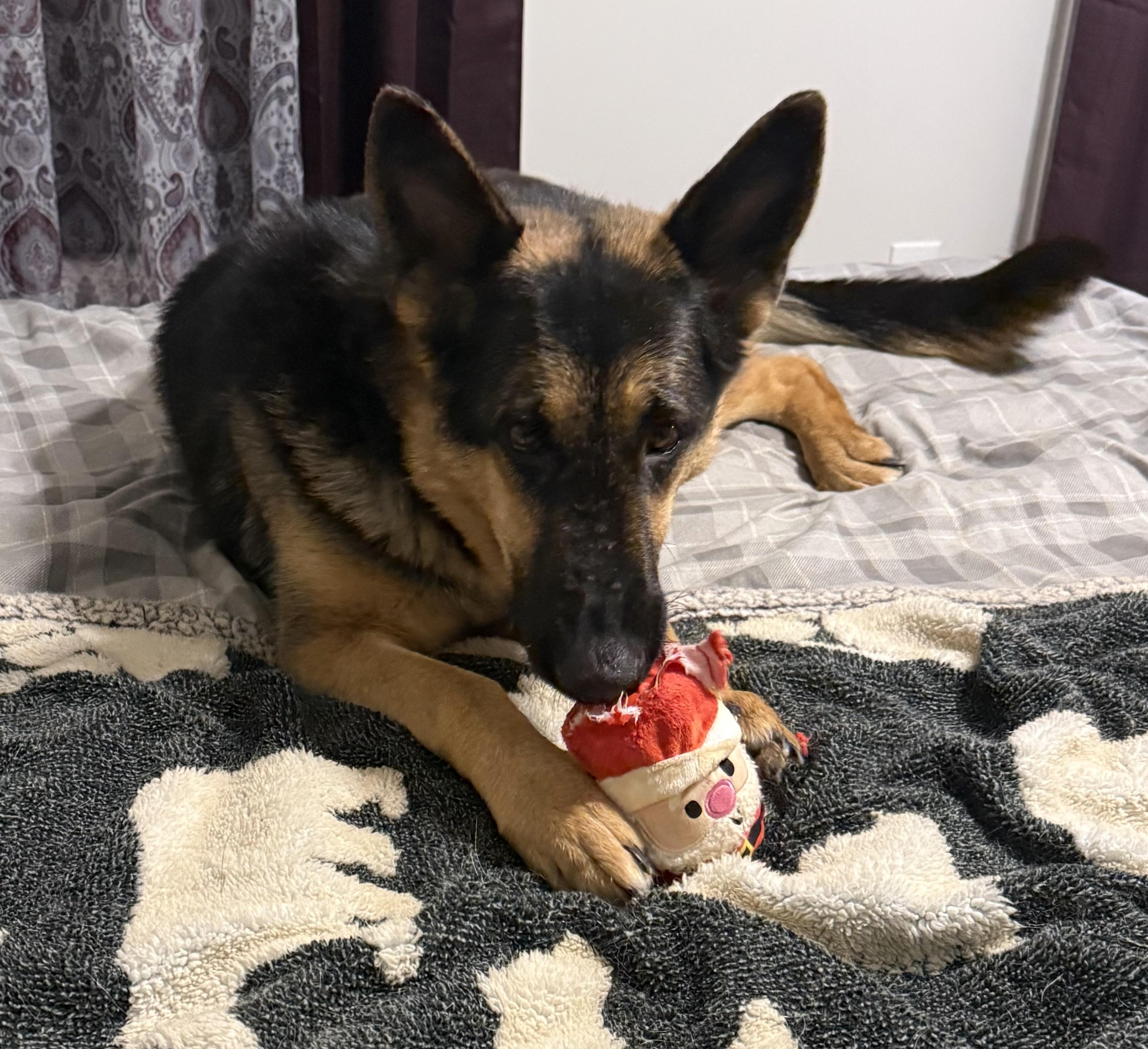 Enlarge Athena, an adopted German Shepherd Dog in Madison, VA image 3/5