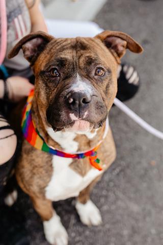 ARFER FONZARELLI, Adoptable, Adult Male American Bulldog & Boxer.
