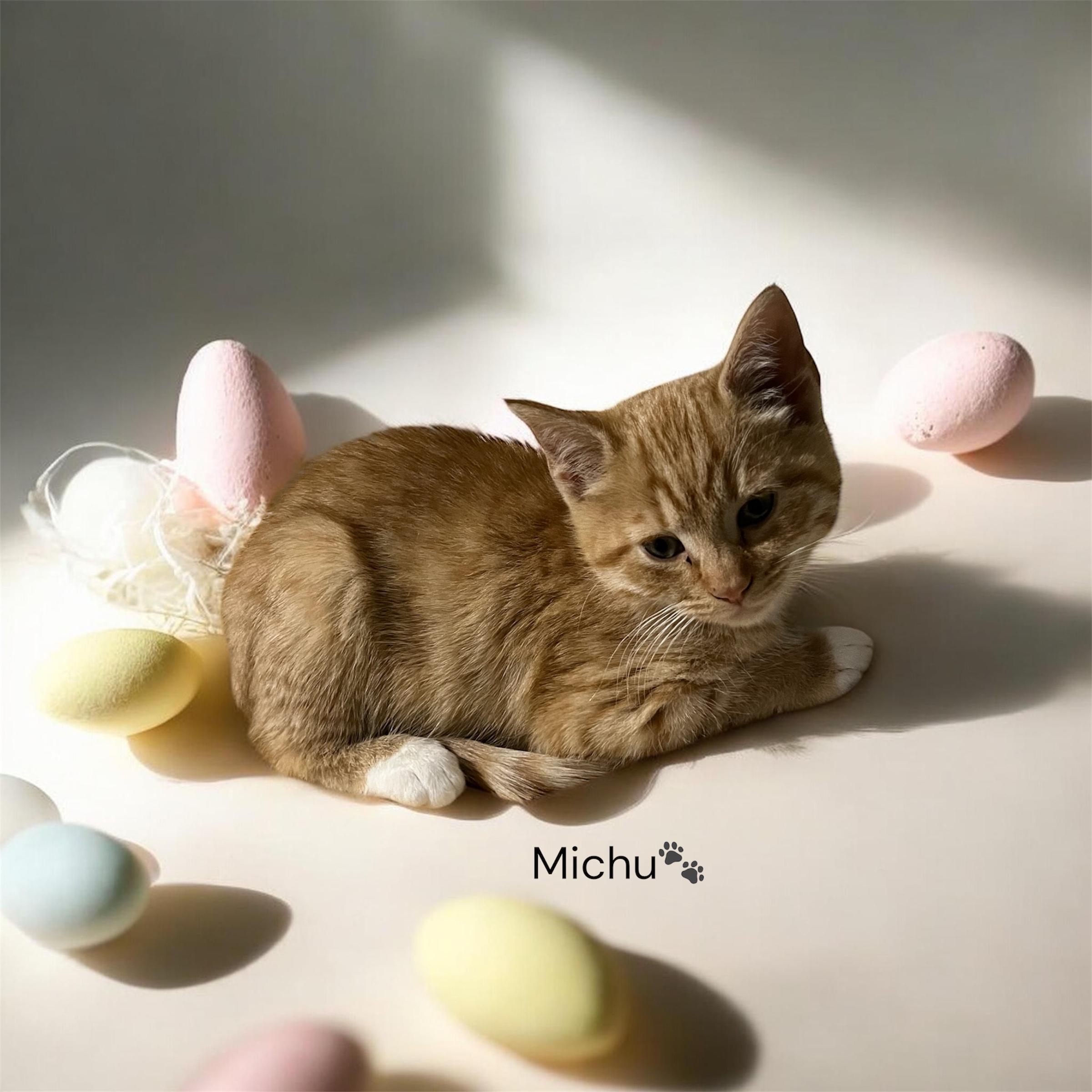 Michu, adopted, Kitten Male Domestic Short Hair.