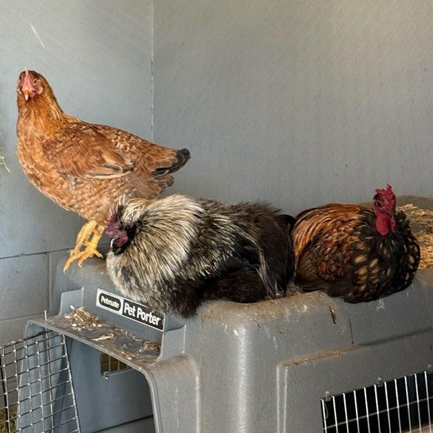 Enlarge 4 Hens (ID 50119, 50332, 50333, 50028), an adopted Chicken in Manassas, VA image 2/2