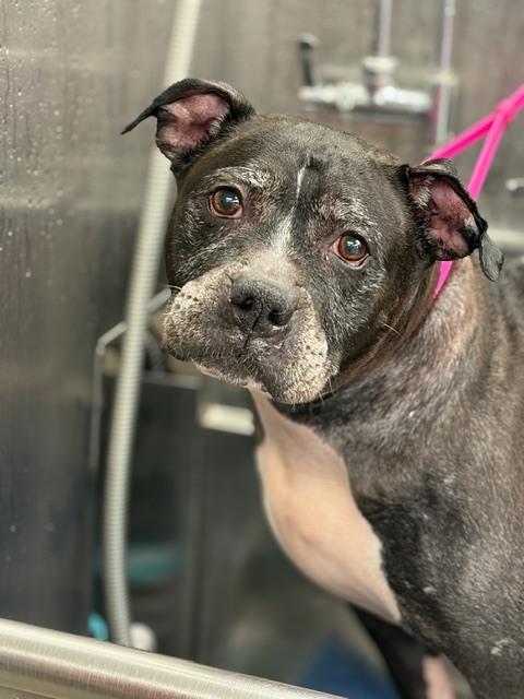 Rocky , ADOPTABLE, Senior Female Pit Bull Terrier.