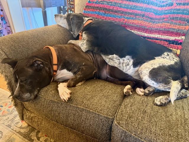 Enlarge Rocky , a ADOPTABLE Pit Bull Terrier in Hummelstown, PA image 2/2