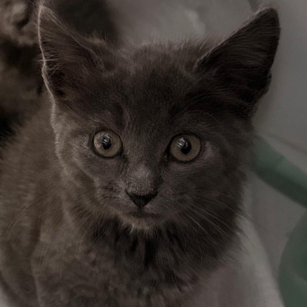 Bella, a Adoptable mixed breed in Huntsville, AL image 3/3