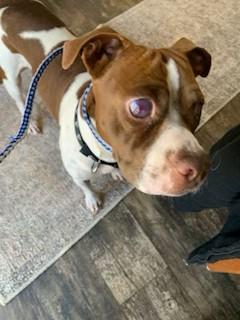 Dandy Sweet Blind Boy Great with Kids, Cats and Dogs