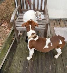 Dandy Sweet Blind Boy Great with Kids, Cats and Dogs