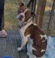 Dandy Sweet Blind Boy Great with Kids, Cats and Dogs