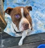 Dandy Sweet Blind Boy Great with Kids, Cats and Dogs