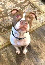 Dandy Sweet Blind Boy Great with Kids, Cats and Dogs
