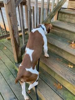 Dandy Sweet Blind Boy Great with Kids, Cats and Dogs 6