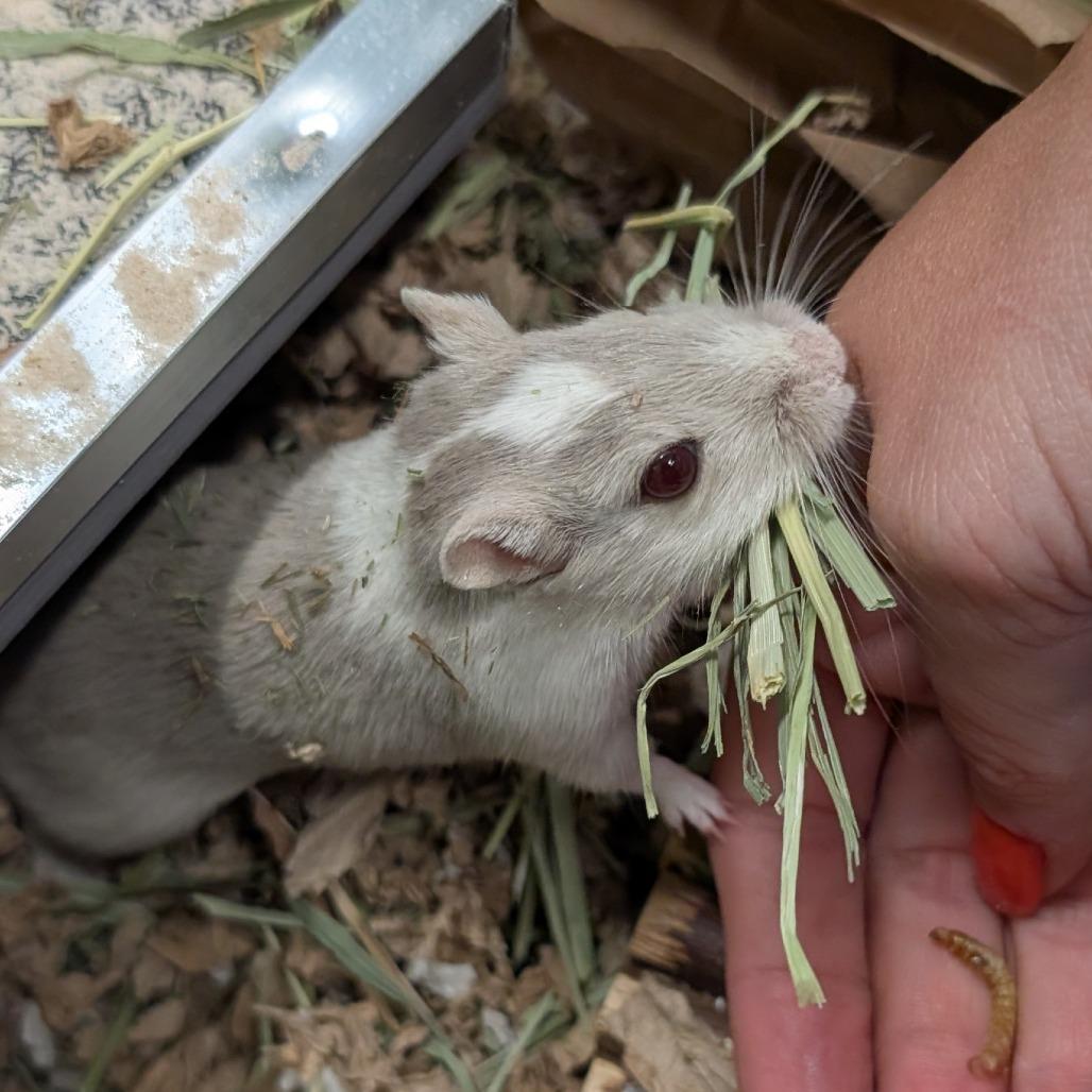 Enlarge Galinda, a Adoptable Gerbil in Hailey, ID image 1/4