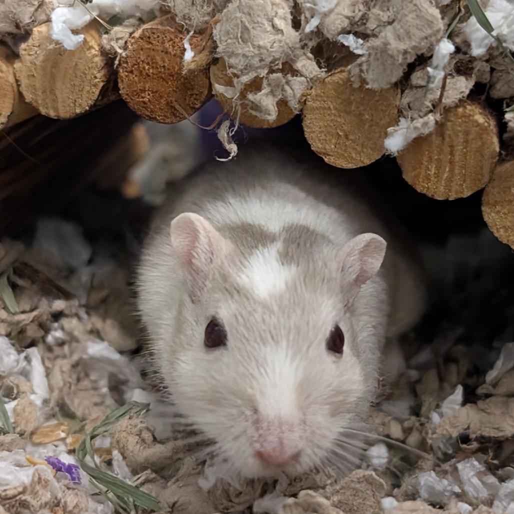 Enlarge Galinda, a Adoptable Gerbil in Hailey, ID image 2/4
