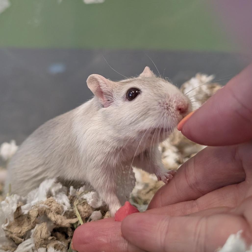 Enlarge Galinda, a Adoptable Gerbil in Hailey, ID image 4/4