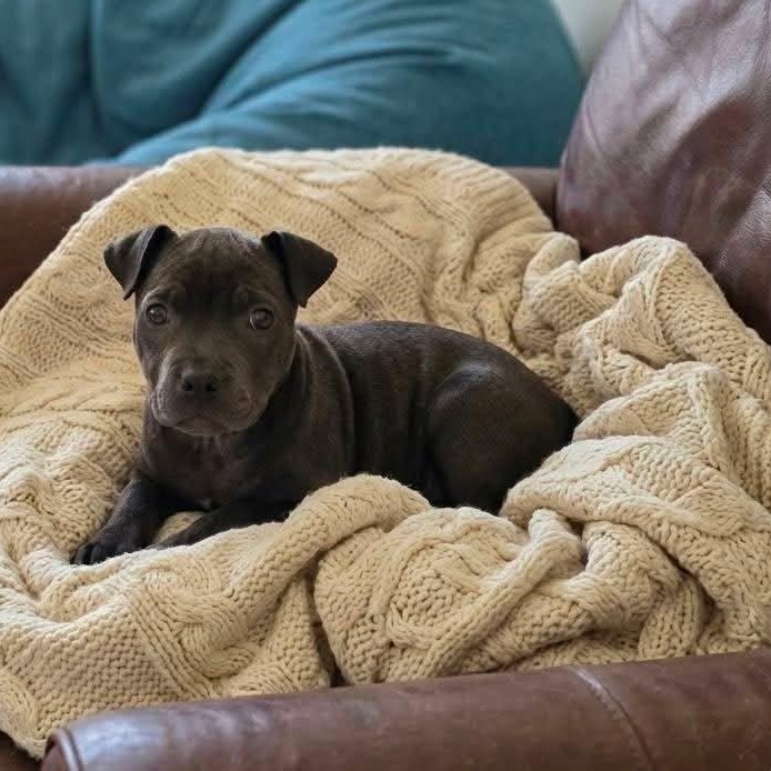 Lucy, an adopted mixed breed in Justin, TX image 1/3