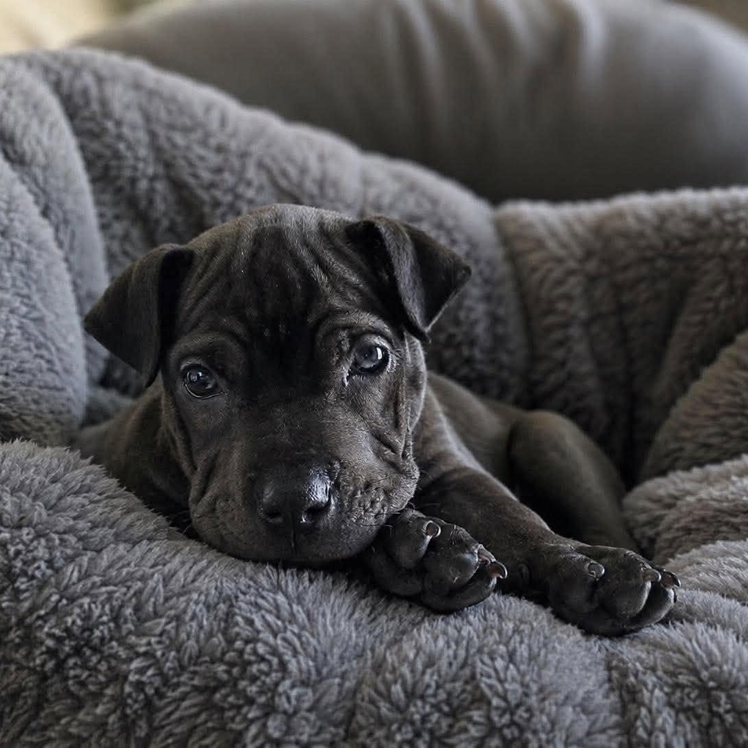 Lucy, an adopted mixed breed in Justin, TX image 2/3