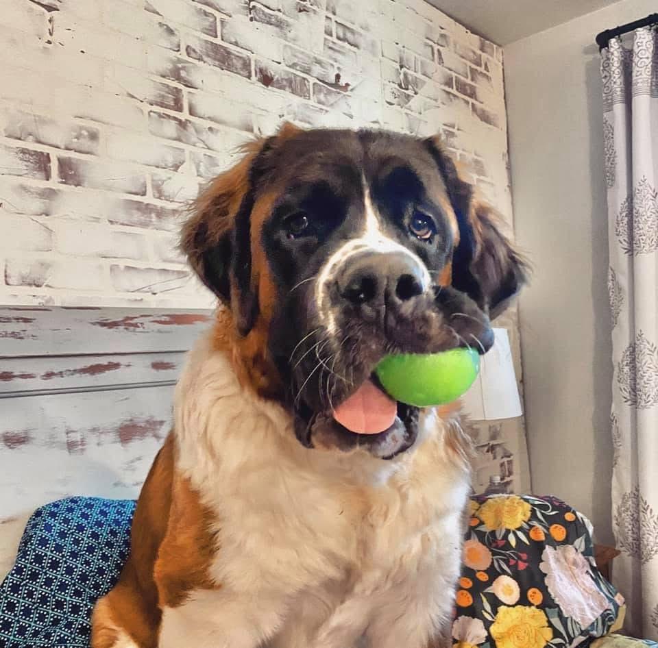 Enlarge Mavis , a Adoptable Saint Bernard in Portland, OR image 6/6